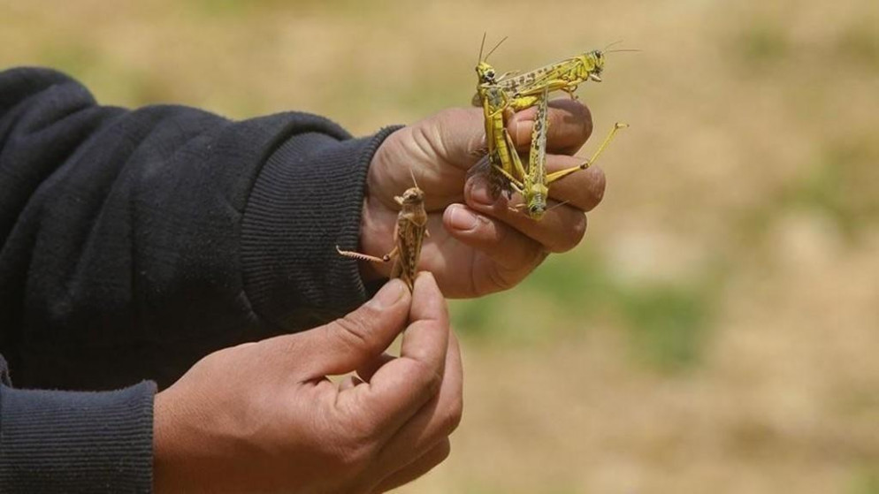 صورة توضيحية لجراد. (المملكة)