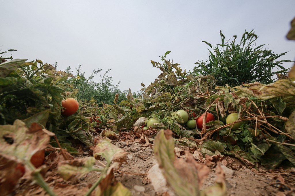 نباتات بندورة جافة بسبب نقص مياه الري، في مزرعة في غور حديثة، على بعد حوالي 80 كيلومترًا جنوب عمّان، 20 نيسان/أبريل 2021. (خليل مزرعاوي/ أ ف ب)