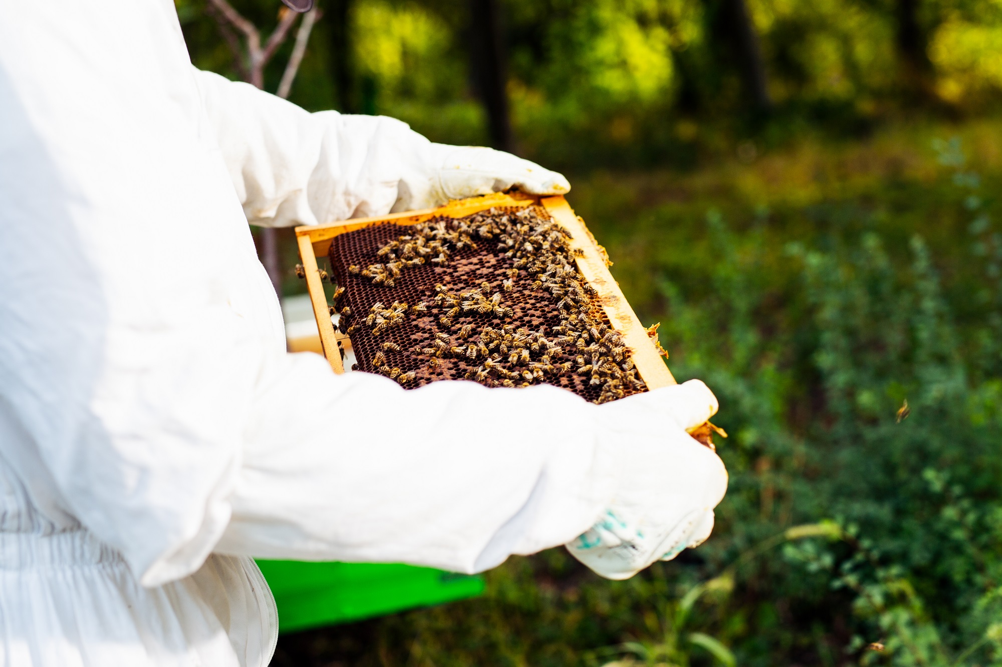 يواجه العاملون في قطاع تربية النحل في الأردن، مشاكل عدة أهمها التسويق وقلة الإقبال على شراء العسل في ظل أزمة فيروس كورونا. (shutterstock)