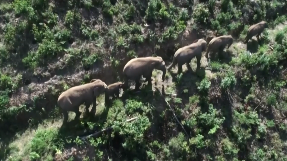 فيلة شاردة تتنقل مئات الكيلومترات في الصين وتسحق محاصيل زراعية. (أ ف ب)