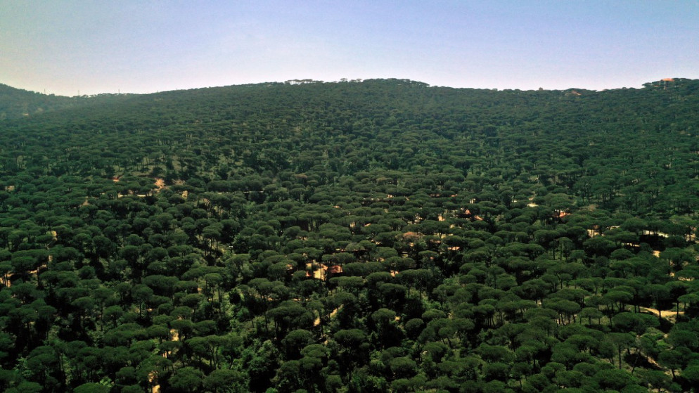 منظر جوي يظهر قسما من غابة أشجار الصنوبر في بكاسين في لبنان، جنوب بيروت، 14 أيار / مايو 2021. (أ ف ب)