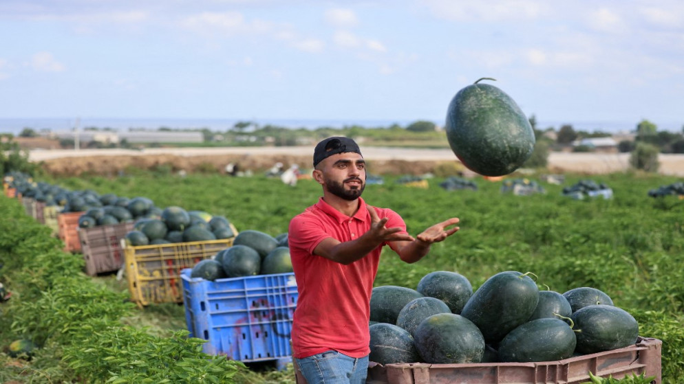 مزارع فلسطيني يلتقط بطيخا أثناء عمله خلال موسم الحصاد وسط تفشي جائحة كورونا، في بيت لاهيا شمالي قطاع غزة بالقرب من الحدود مع إسرائيل، 18 حزيران/يونيو 2021. (أ ف ب)