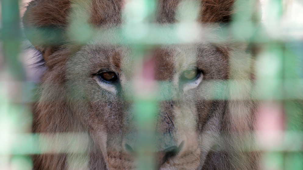 أسد داخل قفص في حديقة حيوانات في الحازمية، لبنان، 28 حزيران/يونيو 2021. (رويترز / عصام عبد الله)
