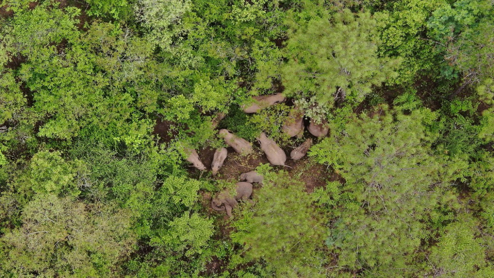 أفيال تتجول بالقرب من مدينة يوكسي في مقاطعة يونان جنوب غرب الصين، 6 تموز/يوليو 2021. (أ ف ب)