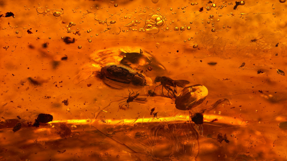 صورة تعبيرية لحشرات متحجرة في عنبر. (shutterstock)
