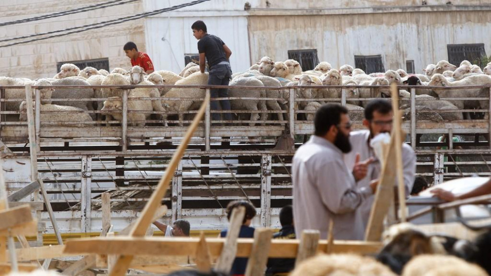 صورة أرشيفية لأحد أماكن بيع الأضاحي في العاصمة عمّان. (صلاح ملكاوي /المملكة)