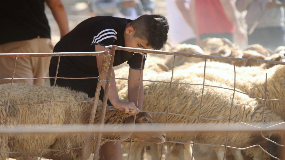 صورة أرشيفية لطفل يمسك بقرني خروف في عيد الأضحى. (صلاح ملكاوي/المملكة)