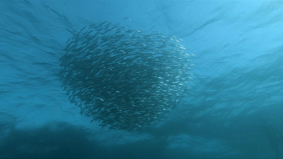 أعداد كبيرة من أسماك السردين في المحيط الهندي قبالة الساحل الشرقي لجنوب إفريقيا. (أ ف ب)