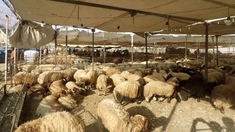 حظيرة أغنام في عمّان خلال عيد الأضحى. 20/07/2021. (صلاح ملكاوي/المملكة)