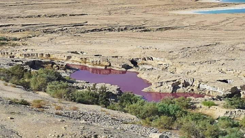 مياه حمراء اللون مجهولة المصدر ظهرت في بركة محاذية لمياه البحر الميت وهي منفصلة عنها. (وزارة المياه والري)