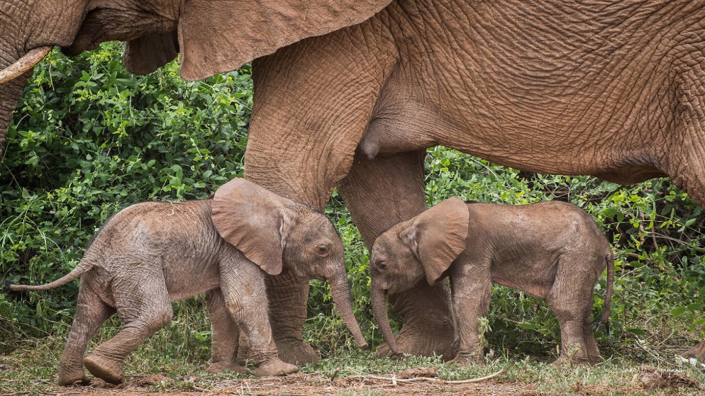 أنثى فيل تمشي مع توأمها حديثي الولادة في محمية سامبورو الوطنية، شمالي كينيا. 17/1/2022 (أ ف ب)