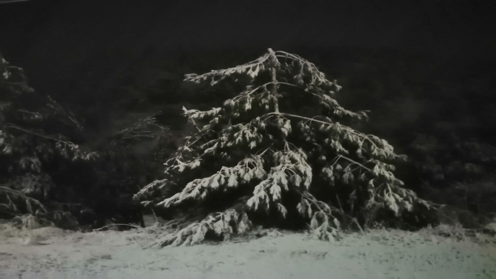 شجرة تغطيها الثلوج في إحدى مناطق جرش. (المملكة)
