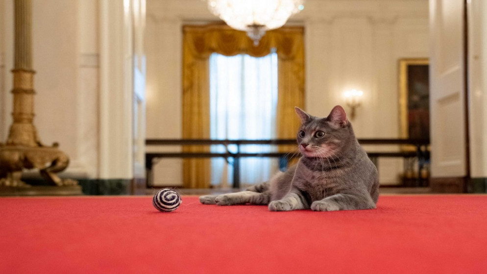 القطة الرئاسية الجديدة في البيت الأبيض. (أ ف ب)