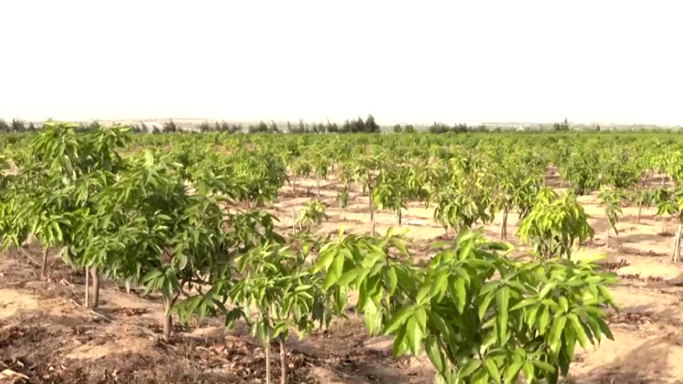 صورة لمزرعة في مصر (رويترز)