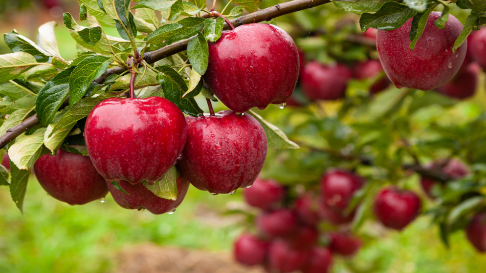 صورة تعبيرية لتفاح. (shutterstock)
