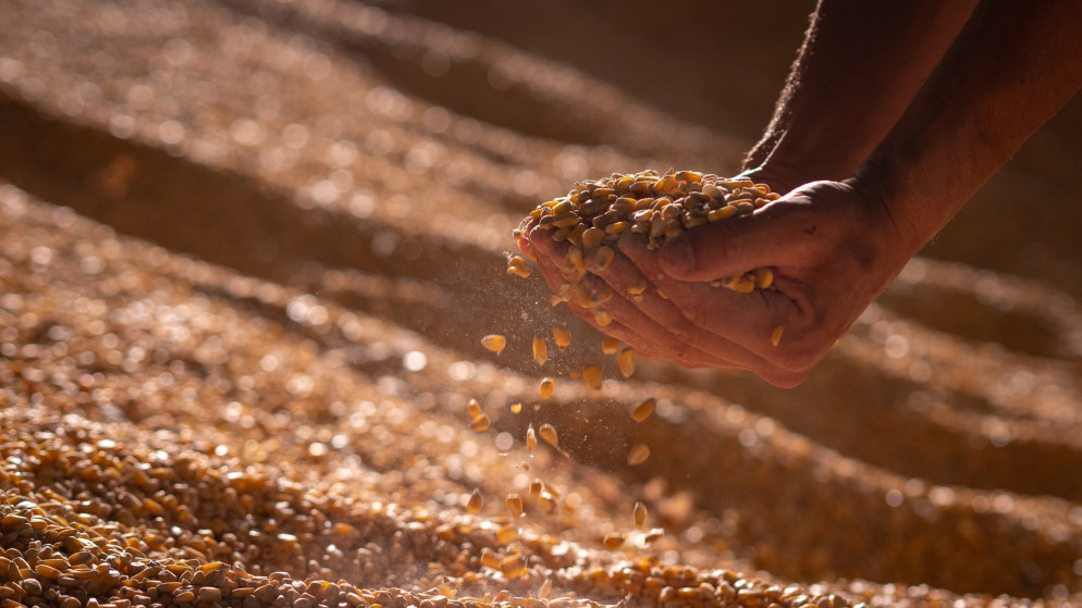 مزارع يجمع بيديه حصاده من حبوب الذرة في صومعة زراعية. (shutterstock)