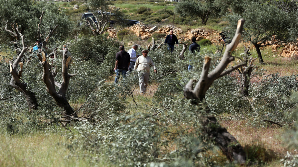 مستوطنون يقطعون 170 شجرة زيتون من أراضي اللبن الشرقية جنوب نابلس. (وفا)