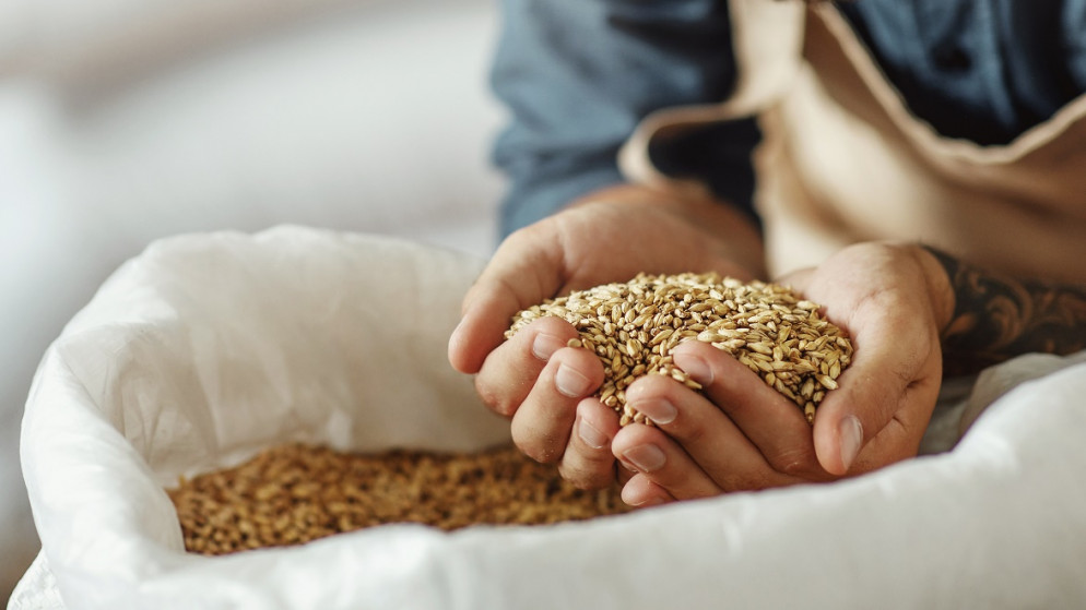 صورة توضيحية لعامل يحمل حبوب شعير (shutterstock)