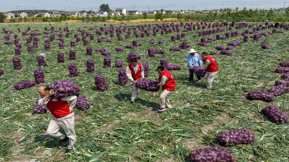 مزارعون يحملون أكياس البصل في حقل بمدينة تايتشو بمقاطعة شاندونغ شرقي الصين، 23 أيار/مايو 2022. (أ ف ب)