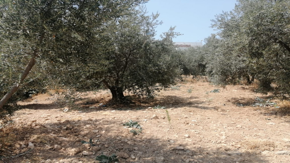 صورة لأراض زراعية مزروعة بأشجار الزيتون في منطقة وادي الحدادة غرب محافظة جرش.(المملكة)