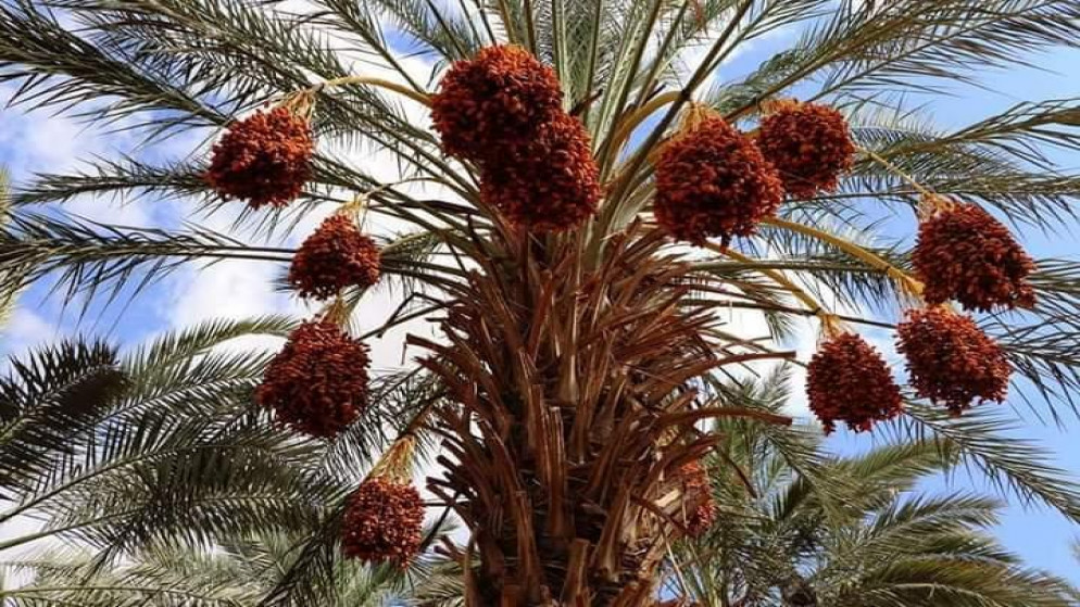 صورة أرشيفية. (وفا)