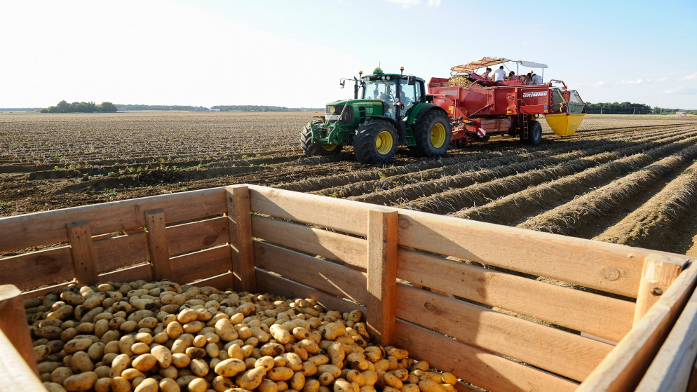 صورة أرشيفية لحصاد البطاطا بالطرق الحديثة. 15 آذار/مارس 2021. (shutterstock)