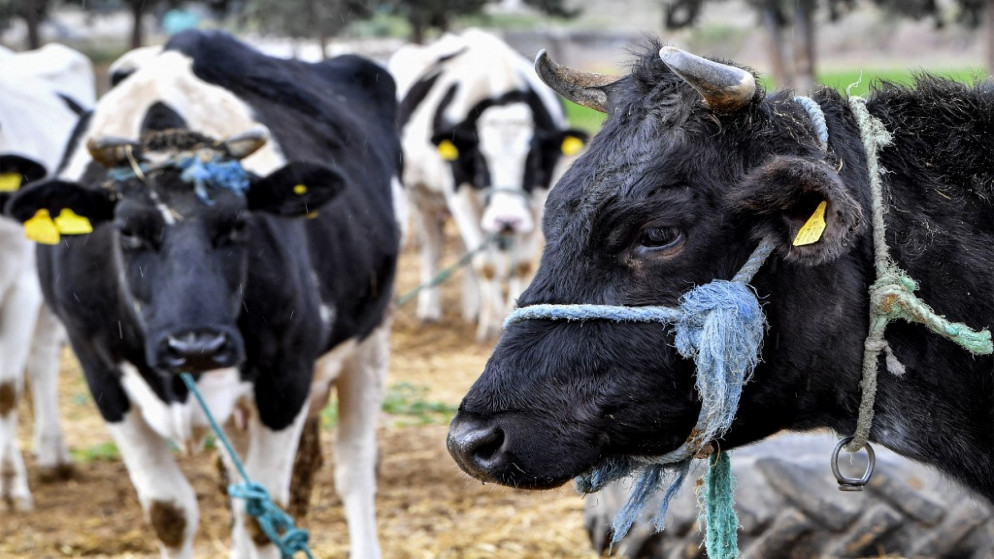 مجموعة أبقار في بلدة البطين غرب العاصمة التونسية، 20 كانون الثاني/يناير 2023. (أ ف ب). (أ ف ب)