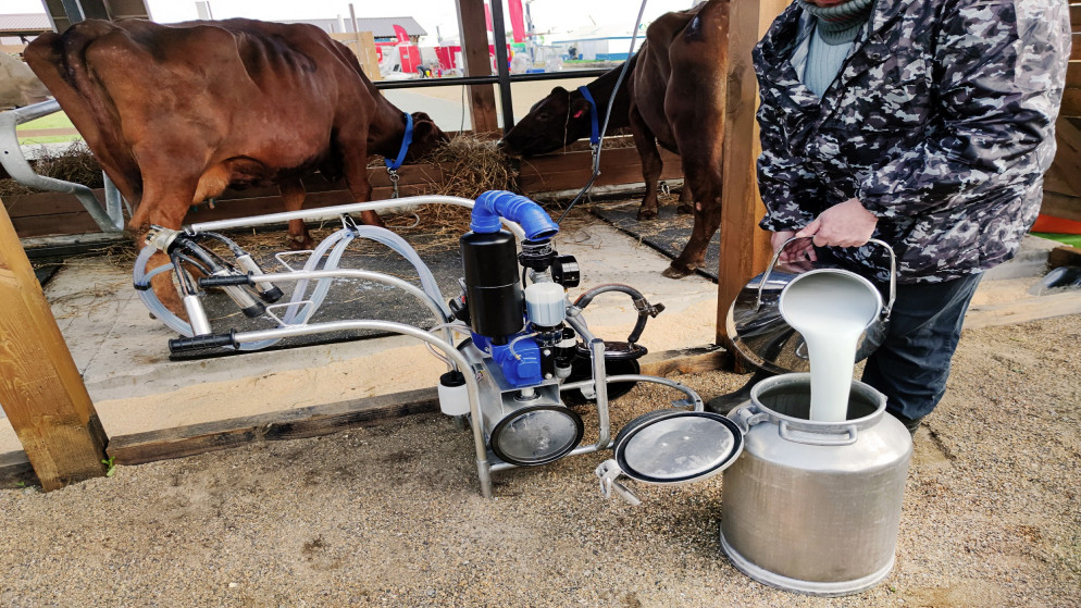 مزارع يسكب الحليب في مزرعة أبقار. (istock)