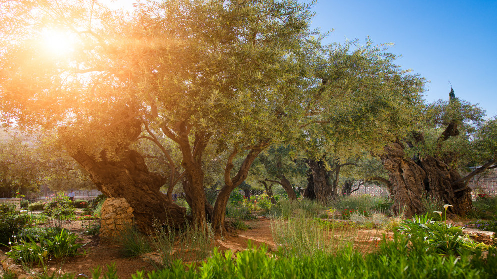 بستان زيتون في القدس.(istockphoto)