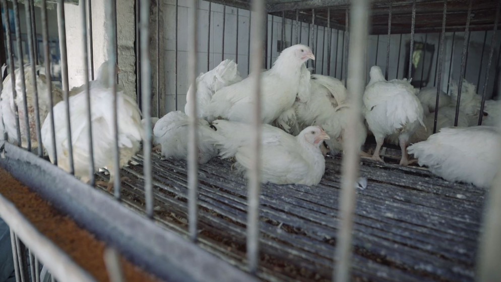 صورة توضيحية لقفص دجاج في محال لبيع دجاج النتافات. (فادي اسكندراني/ المملكة)