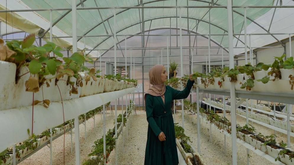 الأردنية لينا أبو دلبوح وهي مهندسة زراعة مائية تتفقد مزروعات تعتمد على استخدام المياه بدلا من التربة. (البنك الدولي)