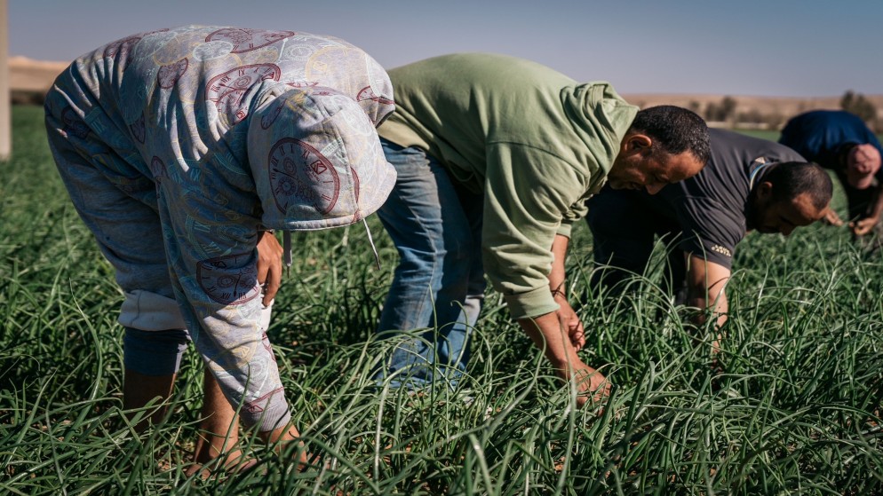 مزارعون في محطة اوهيدة الزراعية في البادية الجنوبية التي تعد نموذجا للشراكة بين القطاعين العام والخاص. 30 تشرين الأول 2022. (الديوان الملكي الهاشمي)