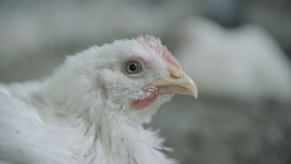 صورة توضيحية لدجاجة في محل لبيع دجاج النتافات. (فادي إسكندراني/ المملكة)