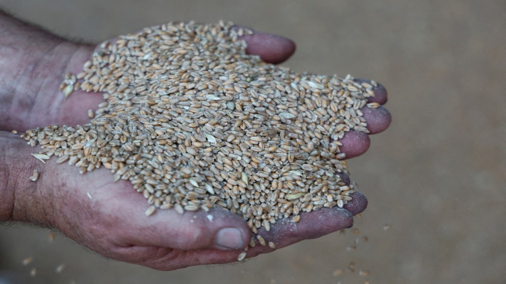 مزارع يحمل حبوبا من القمح داخل مستودع. (رويترز)