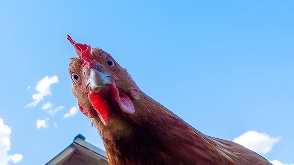 صورة توضيحية لدجاجة تنظر إلى عدسة الكاميرا. (istockphoto)
