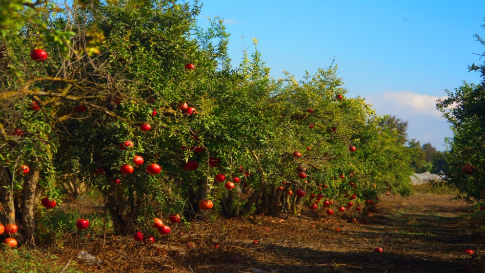 صورة تعبيرية (shutterstock)