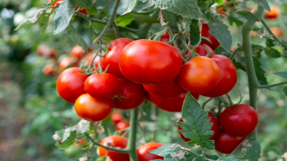 صورة توضيحية لمحصول البندورة. (istockphoto)