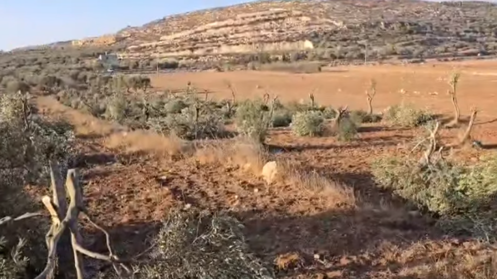 مستوطنون يقطعون نحو 120 شجرة زيتون في قرى شمال شرق رام الله.