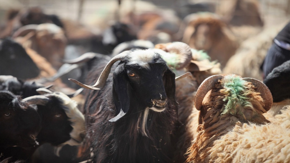 صورة أرشيفية لحظيرة أغنام. ( المملكة)