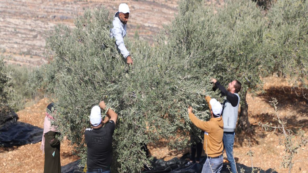 موسم حصاد الزيتون في الضفة الغربية المحتلة.