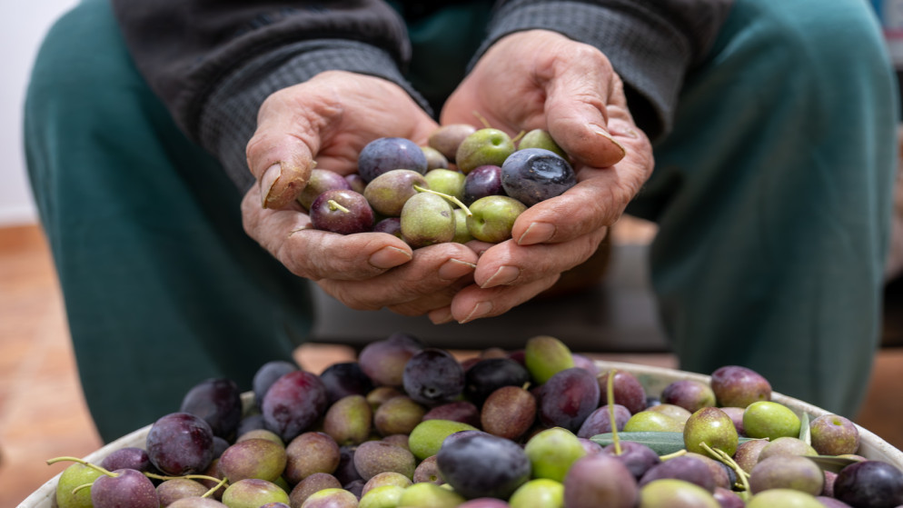 يد رجل تحمل ثمار الزيتون. (istockphoto)