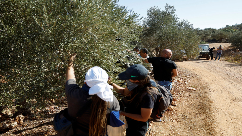 ناشطون أجانب وفلسطينيون يقطفون الزيتون خلال موسم الحصاد في قرية ترمسعيا بالقرب من رام الله، في الضفة الغربية المحتلة، تشرين الأول 2025. (رويترز)