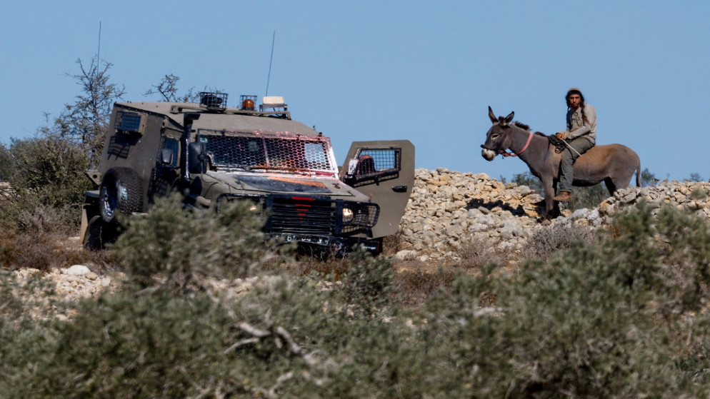 مستوطن إسرائيلي أثناء حصاد الزيتون في الضفة الغربية المحتلة، 29 تشرين الأول 2025. (رويترز)