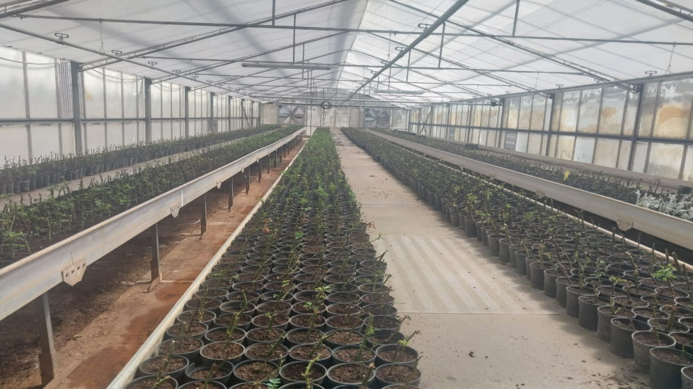 مشتل فيصل. (المملكة)