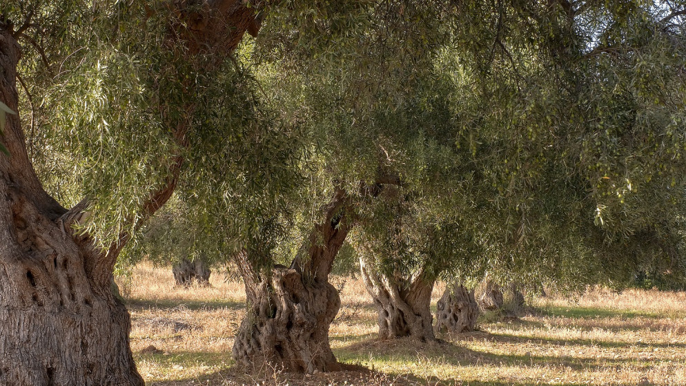 نموذج لأشجار زيتون معمّرة. (istockphoto)