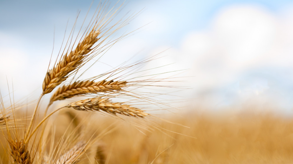 صورة لحبوب من الشعير. (istockphoto)