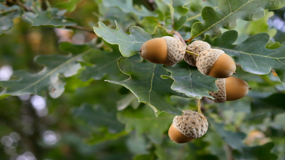 صورة تعبيرية. (istockphoto)