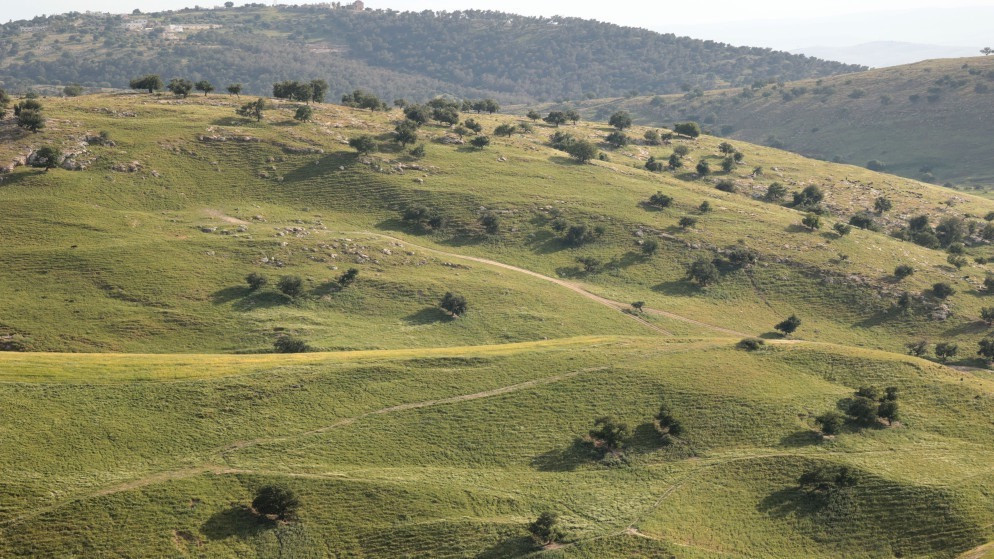 صورة أرشيفية للربيع. (المملكة/ صلاح ملكاوي)