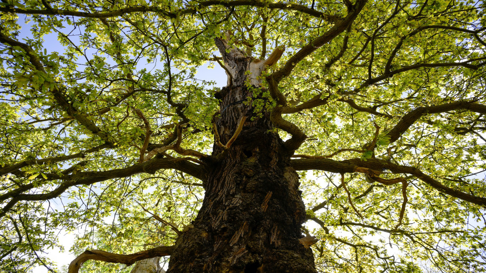 صورة تعبيرية. (istockphoto)