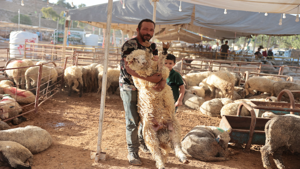 حظيرة أضاحٍ. (المملكة)